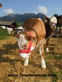 /album/photo-gallery-zvieratka-u-nas/img-8827-jpg/